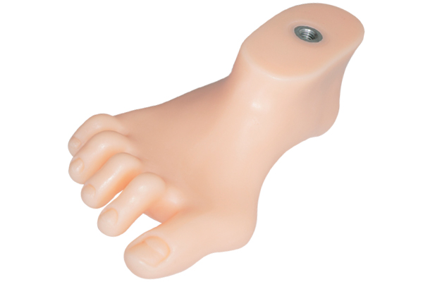 Foot model